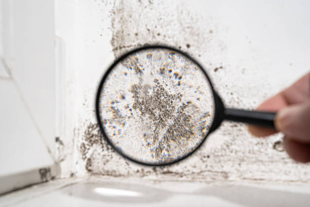 Mold Remediation for Specific Building Types